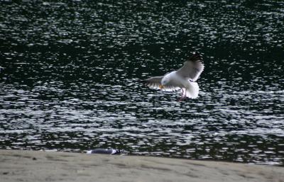 gull landing.jpg