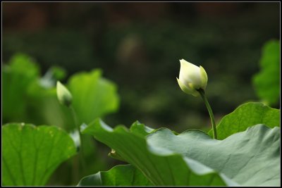 IMG_2549.jpg