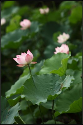 IMG_2629crw2.jpg