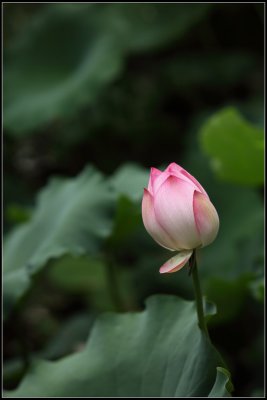 IMG_2658crw2.jpg