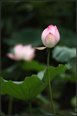 IMG_2660crw2.jpg