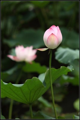 IMG_2666crw2.jpg