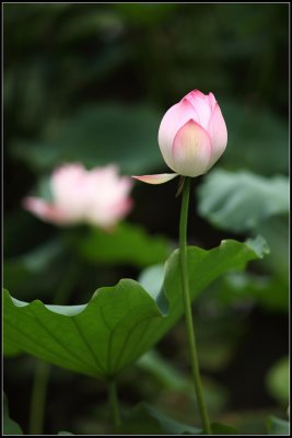 IMG_2669crw2.jpg