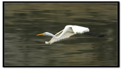 IMG_6894v1.jpg