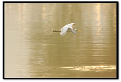 IMG_6955v1.jpg
