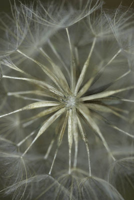 seed head