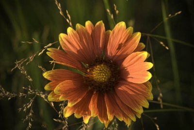 blanket flower
