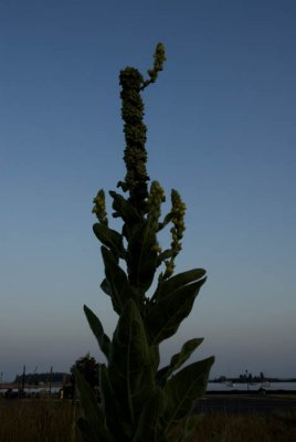 Sept 2008 sky challenge - Northern Saguraro at sunset.