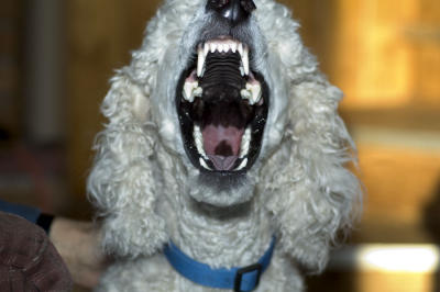 Roar-actually a yawn   2-06