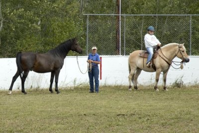 DSC_0259 Arabian  & Fjord horse