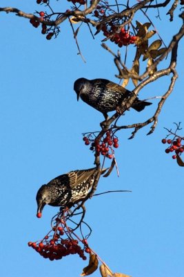 Starlings