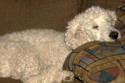 10/16-10/31  'soft'  Soft dog - soft life