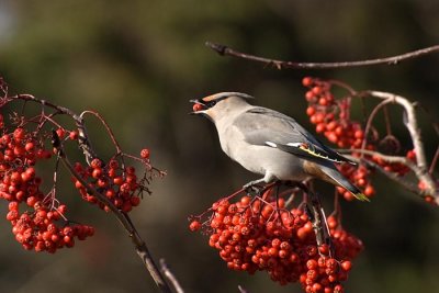  Waxwings