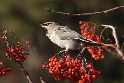 Waxwings