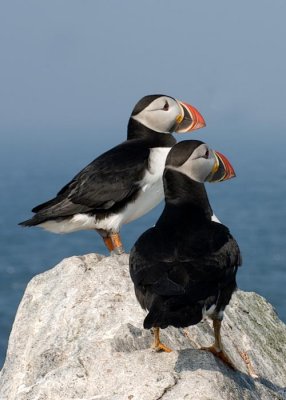  2 puffins.