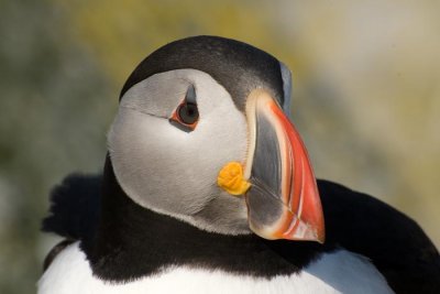 Puffin