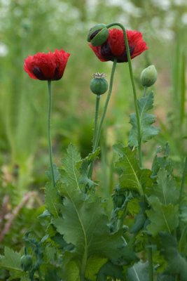 Poppies