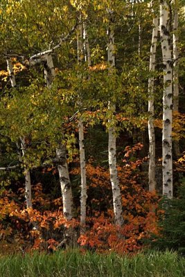 Birch  near Split Rock