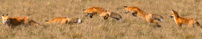 9th place <br>The Hunt <br>by Larry