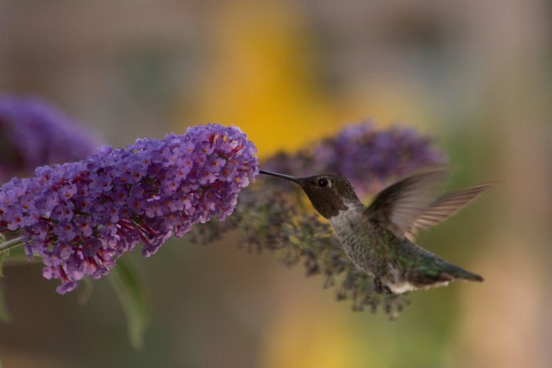 Hummer in Butterfly Bush