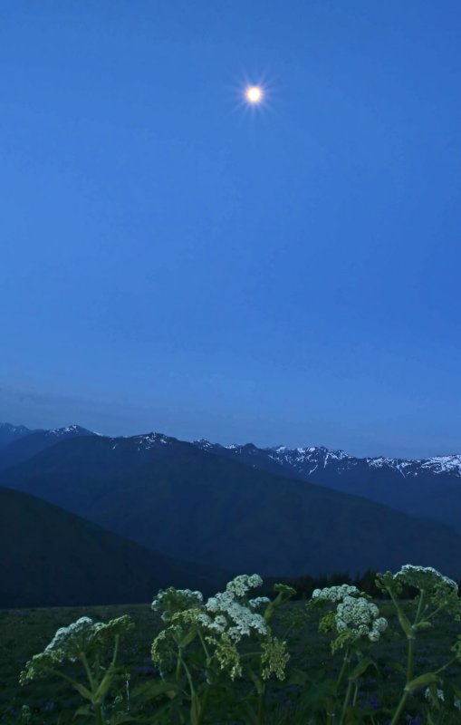 Hurricane Ridge - 2