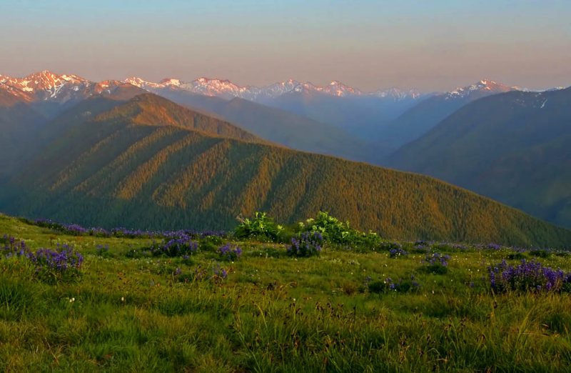 Hurricane Ridge - 1