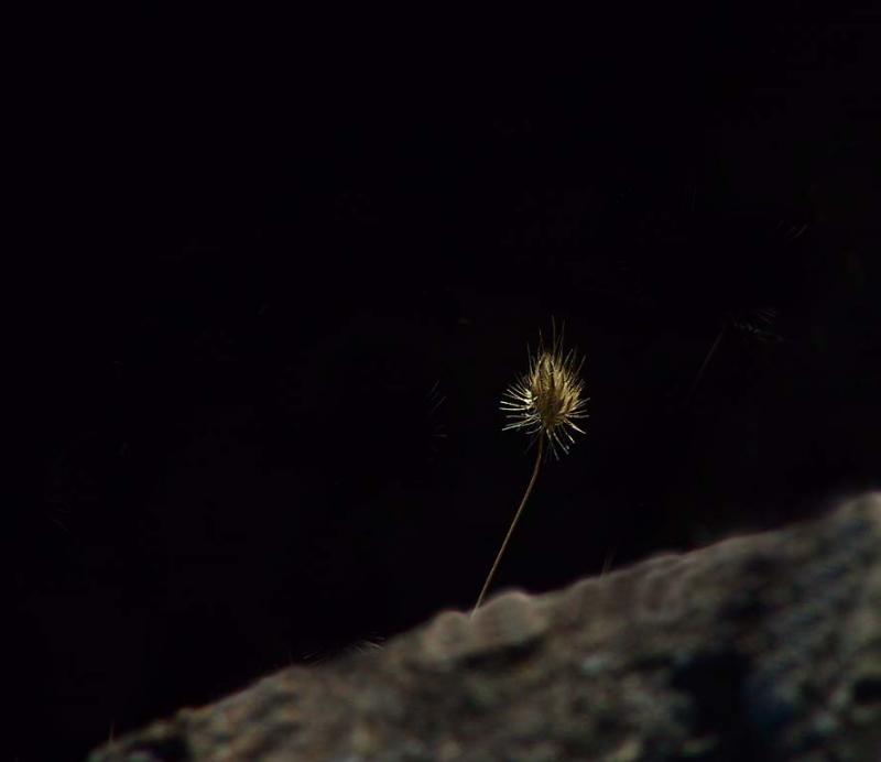 Lone Grass