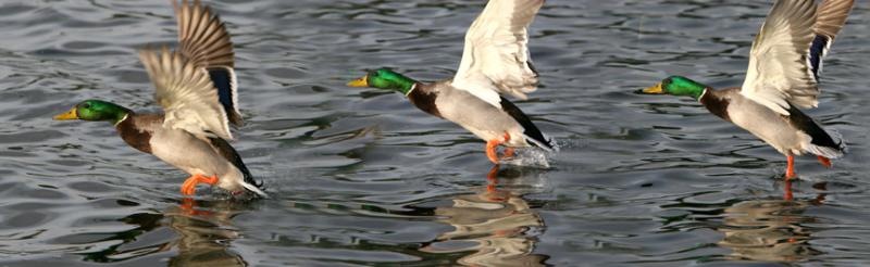 Running on Water*