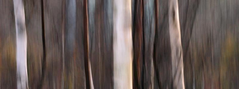 A Forest <br><i>The Cure</i> *