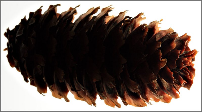 Pine Cone 1