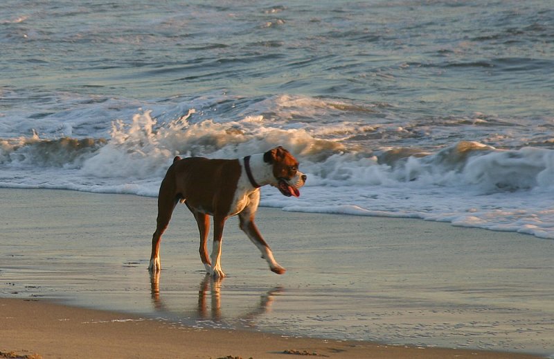 Buster by the sea