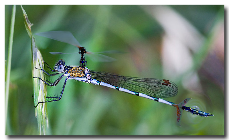 9th Place<br>Helifly<br>by Melbob
