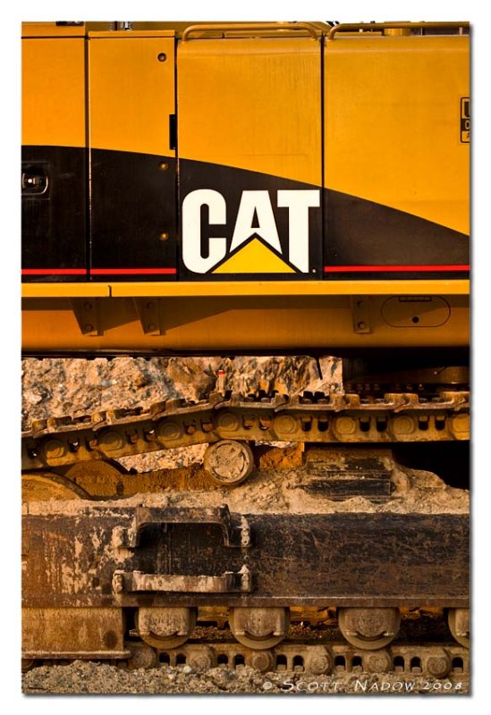 cat