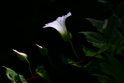 10th placeMorning Glory by CJ in CA