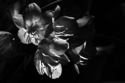 Clivia Blossoms