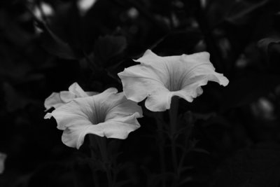 A pair o pitunias