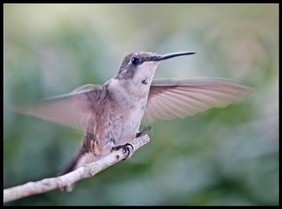 Flight of the Hummingbird