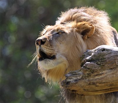 Roar