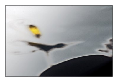 The Bird and The Bumblebee...