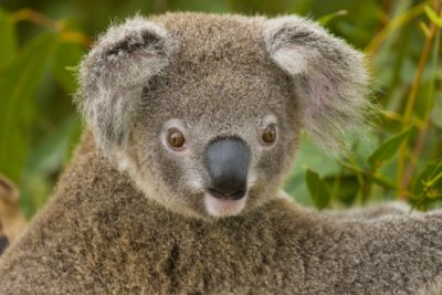 Koala Joey Close Up