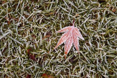 Frosty Leaf (*)