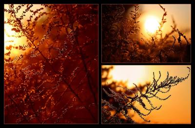 6th PlaceOne Fall Sunset*by Techo