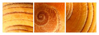 Periwinkle Triptych *