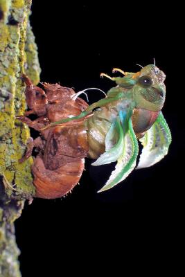 Cicada: Into The Night #1 *