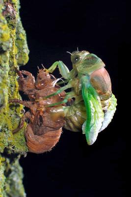Cicada: Into The Night #2 *