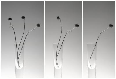 8th PlaceSeedheads *by Adam Clutterbuck