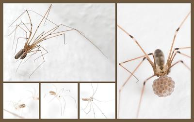 The Life of Pholcus phalangioides