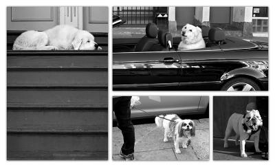 city dogs (*)