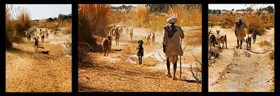 The Shepherd Series *
