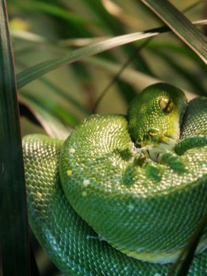 - * green python * -